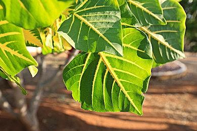 《精英：危险》暂停主机开发 许多主机玩家选择退游